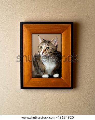 Family pet cat portrait in a wooden frame on wall. Simple decor element portrays importance of pets.