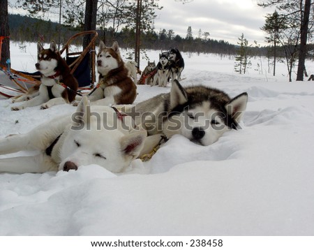 stock photo : Husky dogs sleeping in the snow