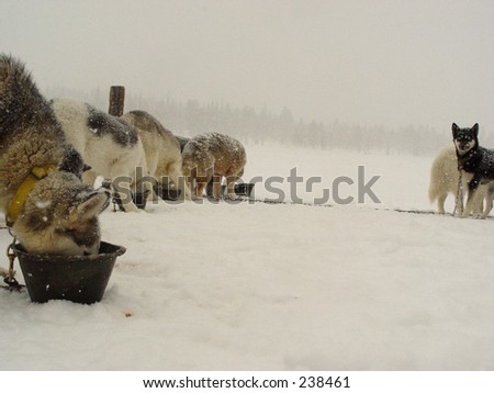 Huskies Puppies In Snow. feb Husky+dogs+in+snow