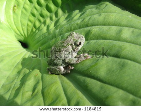 frog on a giant hosta leaf