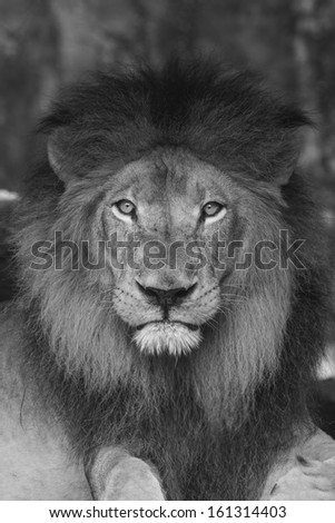black and white portrait of a male lion with mane