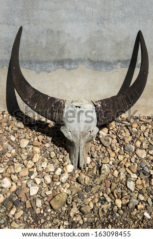 Buffalo skull  lying on the ground