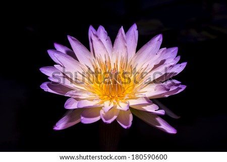 Water Lily isolated on black.
