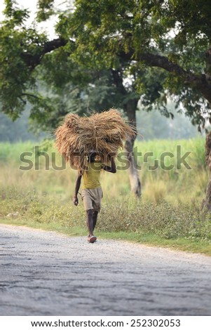 Bodhgaya, INDIA - november 02 : An unidentified farmer carries rice from the farm home on November 02, 2014 in Bodhgaya, India. This is the main shipping method farmers