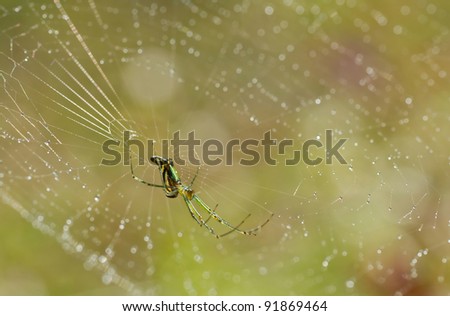 colorful  spider in web