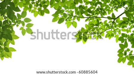 panoramic Green leaves on white background