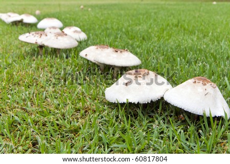 white fungi on that go up to is a pair on green grassland ( , transfer by  Focal  at front fungi )