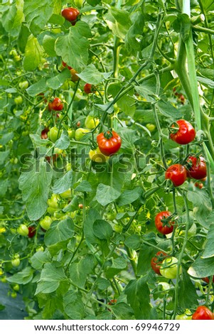 tomato garden , tomato picture heart breed ,