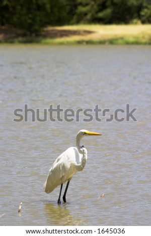 A Great Egret, a type of bird from the Heron family, basking in the sun near the shoreline of a pond in a city park.