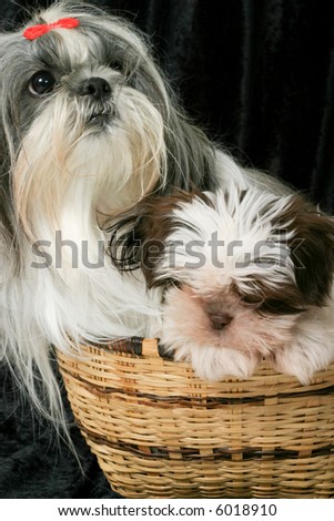 Cute Shih Tzu puppy dogs sitting in a basket.  One adult female dog and the other a 3 month old puppy.