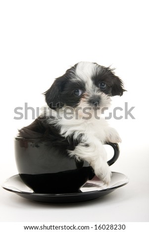 Shih+tzu+puppy+black+and+white