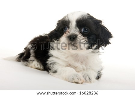 Shih+tzu+puppy+white