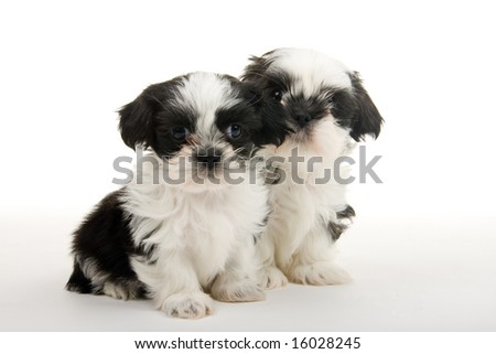 Cute+shih+tzu+dogs