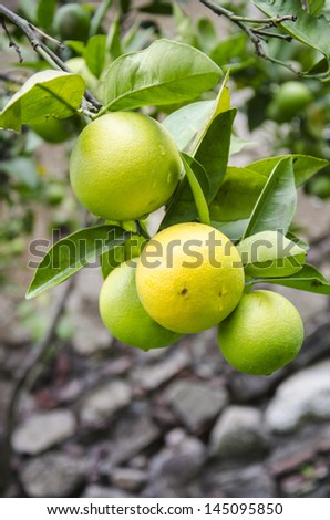 Orange, a citrus fruit, a good source of vitamin C. / Nature\'s garden - orange fruits
