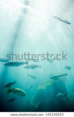 Marine life - Fish - School of fish - Underwater / Marine life - Fishes