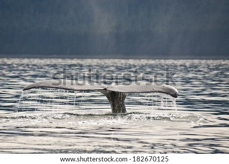 Whale watching adventure from Juneau Alaska , Marine life , Humpback Whale Tail  / Humpback Whale Tail