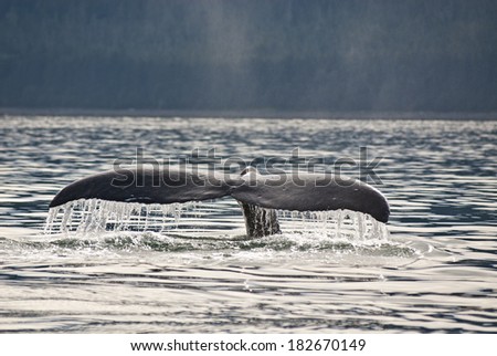 Whale watching adventure from Juneau Alaska , Marine life , Humpback Whale Tail  / Humpback Whale Tail