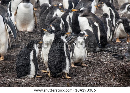 Gentoo Penguin - Pygoscelis papua - Falkland Islands - After rain / Gentoo Penguins chicks after rain
