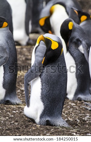 King Penguin - Aptenodytes patagonicus - Colony of king penguins in Bluff Cove, Falkland Islands / King Penguin - Nasty smell ?