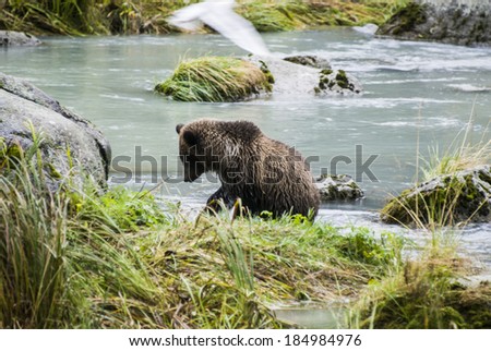 Animals In The Wild - Alaska - Baby Brown Bear Catching A Fish / Alaska - Baby Brown Bear Catching A Fish