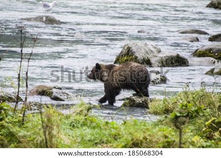 Animals In The Wild - Alaska - Baby Brown Bear Catching A Fish / Alaska - Baby Brown Bear Catching A Fish