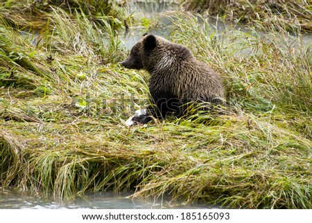 Animals In The Wild - Alaska - Baby Brown Bear Eating A Fish - Lunch Break / Baby Brown Bear - Enjoying Lunch