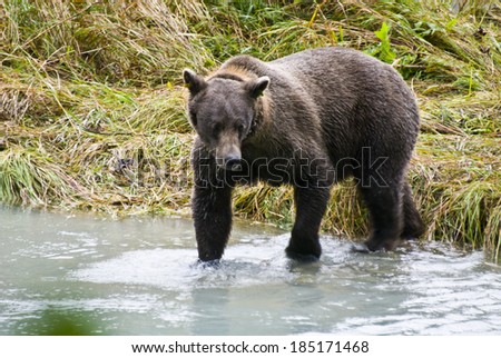 Animals In The Wild - Alaska - Brown Bear Catching A Fish - Lunch Break / Alaska - Brown Bear Catching A Fish