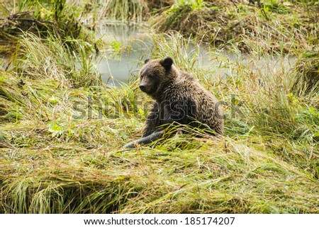 Animals In The Wild - Alaska - Baby Brown Bear - After Lunch - Nifty And With Full Belly / Baby Brown Bear - After Lunch
