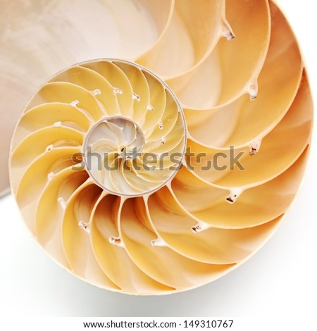 nautilus shell details