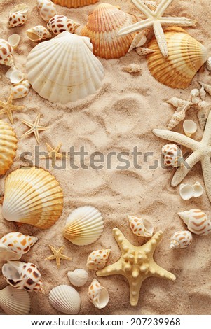 Still life with shells on sand
