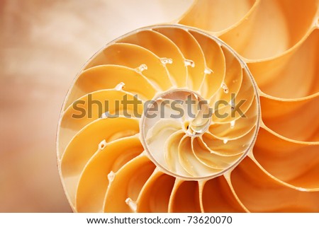 nautilus shell details