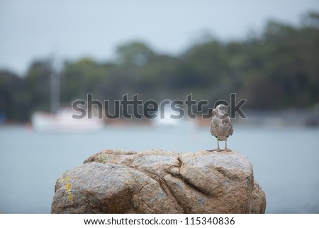 Gull, Coles Bay, Tasmania