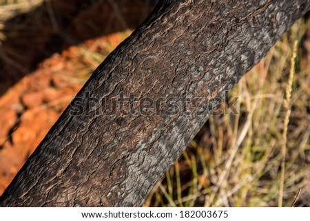 burnt tree trunk