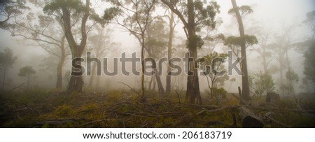 gum trees in the mist, Rocky Hills, Tasmania