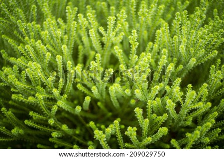 plant texture