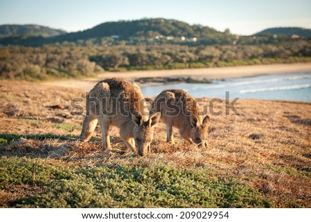 Kangaroos at Look At Me Now Headland,  Emerald Beach near Coffs Harbour