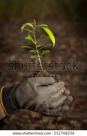 planting a seedling tree