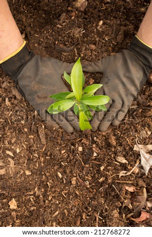 planting a seedling tree