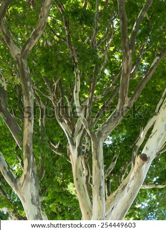 Tree canopy, Leopard Tree