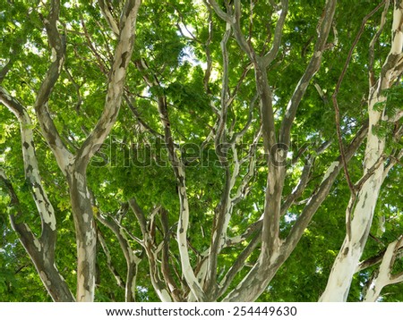 Tree canopy, Leopard Tree