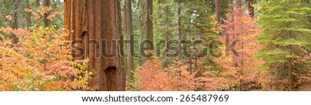 Autumn colors, Yosemite National Park, Eastern Sierras