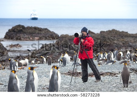 Travelers photographing King Penguins, King Penguins at Sandy Bay with expedition ship in background on Macquarie Island, Sub-antarctic Islands, Australia
