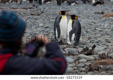 Travelers photographing King Penguins, King Penguins at Sandy Bay with expedition ship in background on Macquarie Island, Sub-antarctic Islands, Australia