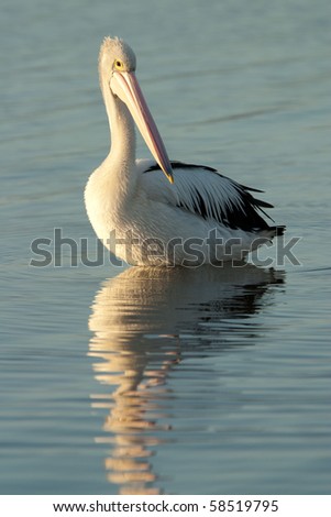 lone pelican on calm water