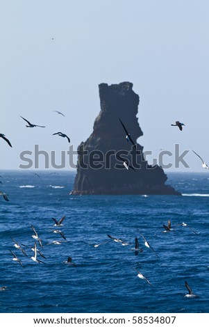 albatross flying around campbell island, Sub-antarctic Islands, NZ
