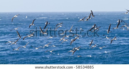 albatross flying around Campbell island, Sub-antarctic Islands, NZ