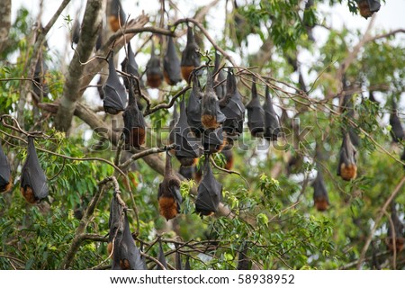 Fruit Bat Colony