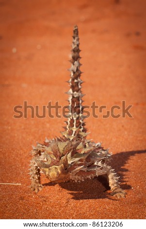 Thorny Devil or Moloch, Australia
