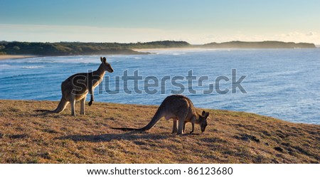 Kangaroos at Look At Me Now Headland,  Emerald Beach near Coffs Harbour, Australia
