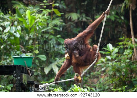 Semenggoh Orangutan Rehabilitation Center, Kuching, Sarawak